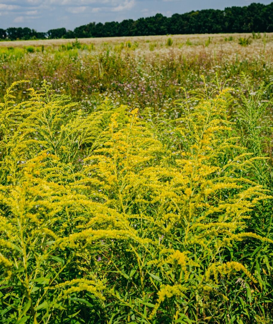 Parlagfu Irtas Parlagfu Ellen parlagfű ellen
